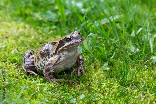 Frog posing on a green moss