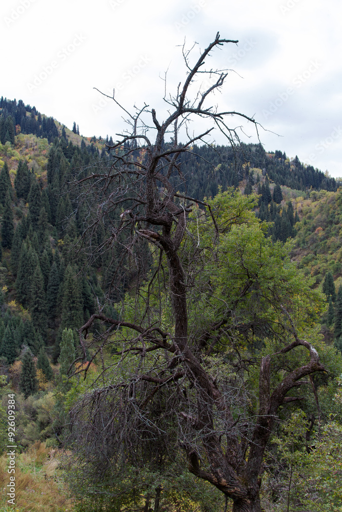 Obraz premium dry tree