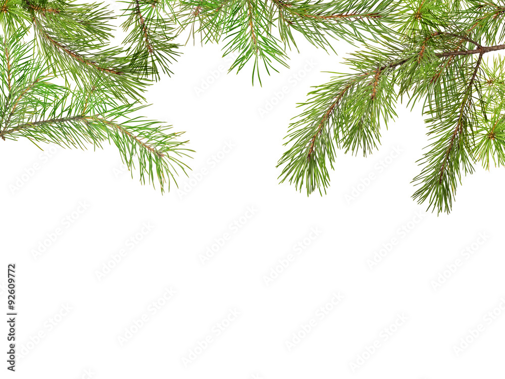 green pine branches on white