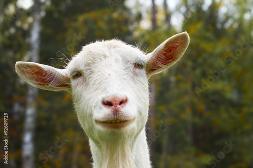 Funny goat closeup