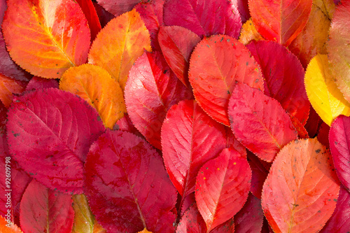 background of red chokeberry leaves