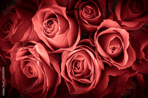 Natural background of fresh roses. Soft focus. Toned
