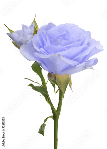 light blue rose with bloom and bud isolated on white