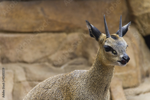 Klipspringer antelope (Oreotragus oreotragus) photo