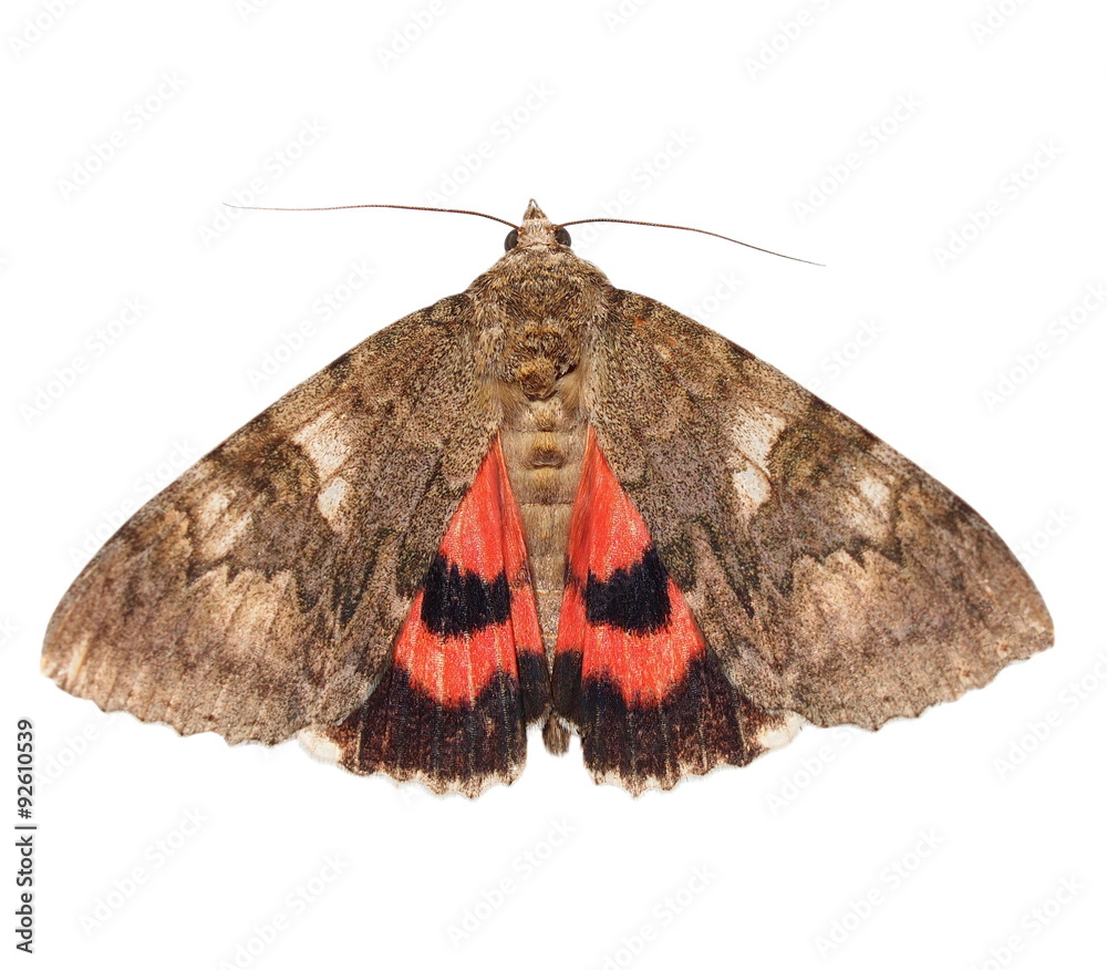 Fototapeta premium ćma, minsmere crimson undering, catocala coniuncta, izolowana na białym tle, ze ścieżką przycinającą