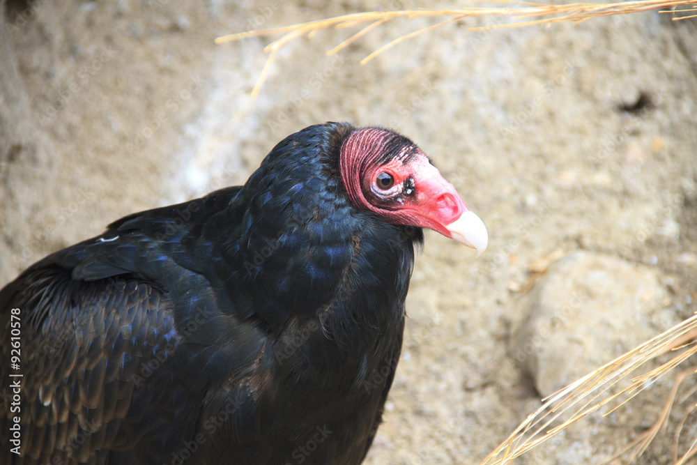Closeup of a turkey vulture Closeup of a turkey vulture