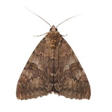 moth, minsmere crimson underwing, catocala coniuncta , isolated on white background, with clipping path