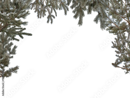 isolated pine branches half frame in hoarfrost