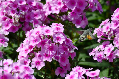 Wallpaper Mural Nature Torontodigital.ca