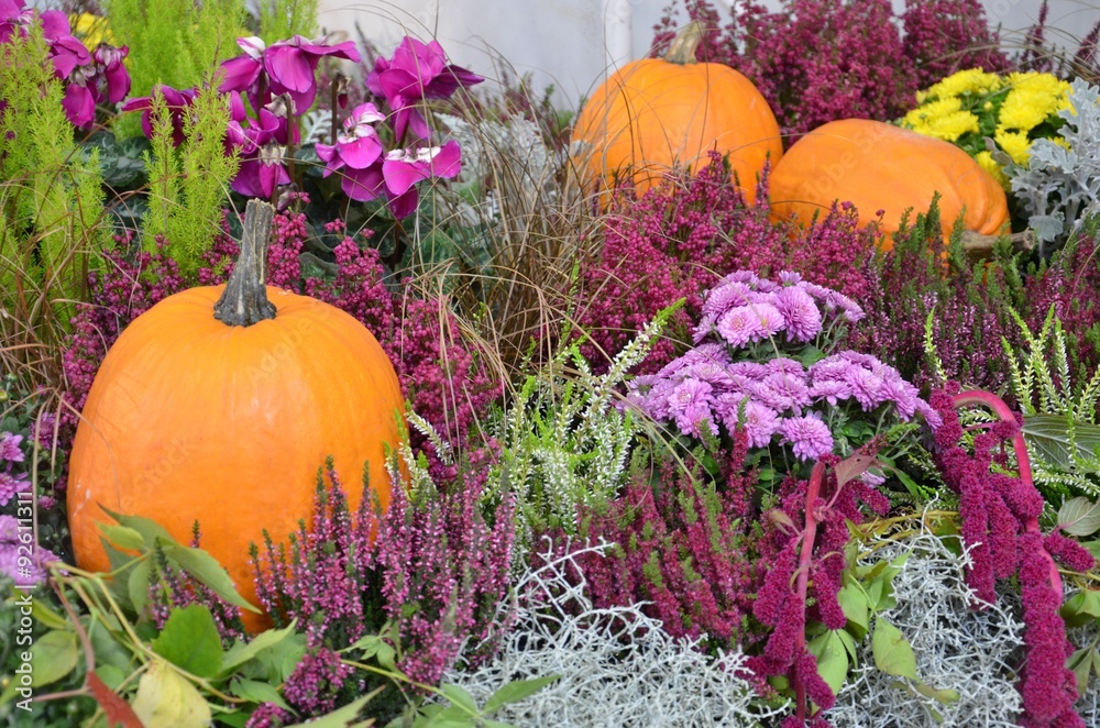 Herbstliche Kürbisdekoration mit vielen Blumen StockFoto Adobe Stock
