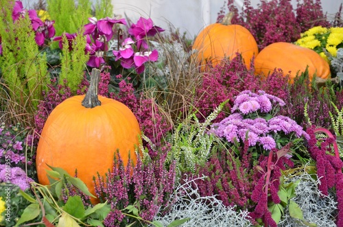 Herbstliche Kürbisdekoration mit vielen Blumen