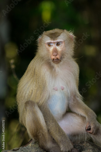 The monkey © ttshutter