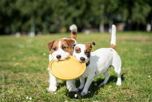 Two Jack Russell Terrier dogs standing side by side and holding