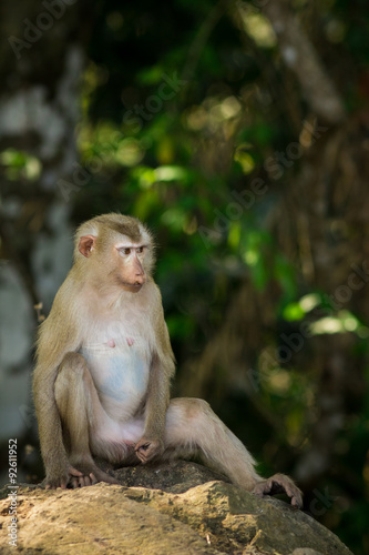 The monkey