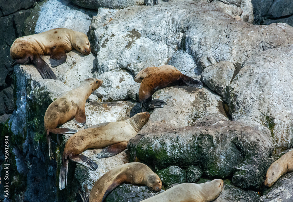 Sunning sealions on white rocks Sunning sealions on white rocks