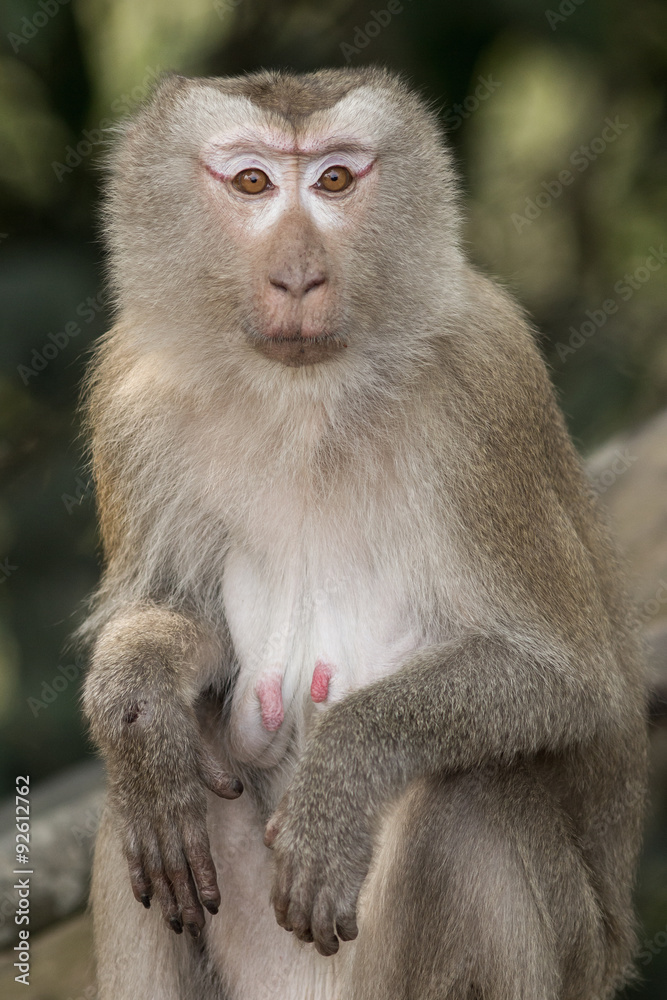 The monkey The monkey