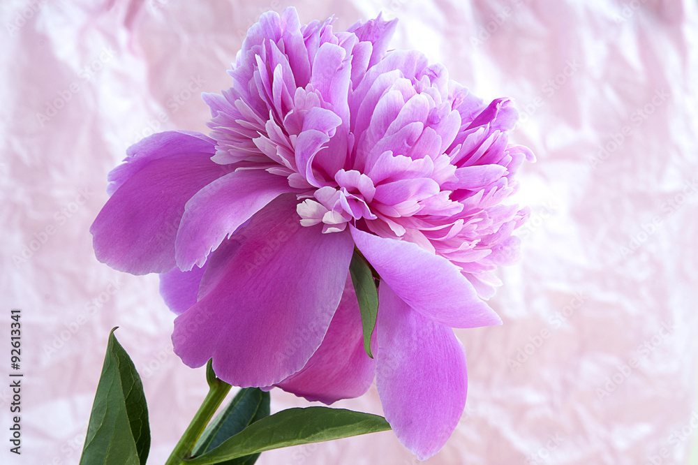 Obraz premium Beautiful peony