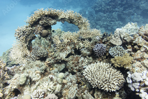 colorful coral reef with hard corals in tropical sea
