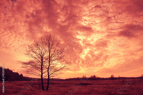 Beautiful sunset over field with tree