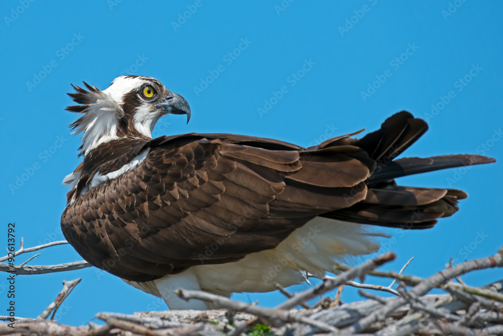 Fototapeta premium Osprey sitting in nest