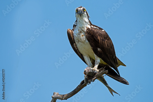 Osprey in a tree eating Fish