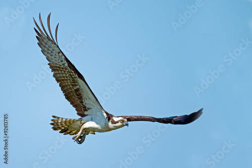 Osprey in Flight