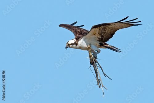 Osprey bringing sticks into nest.