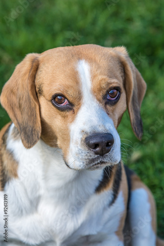 niedlicher Beagle