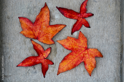A lot of colorful autumn leaves in the fall with a wooden grey white background with empty copy space