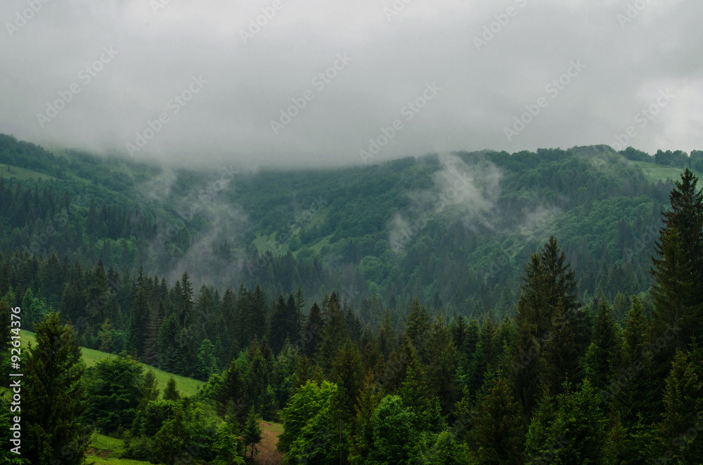 Cloudy weather in the mountains. Pine forest on the mountain top