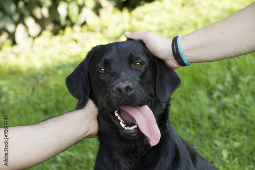 portrait of female Labrador retriever