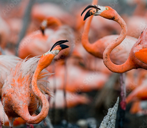 Photography Game two adults of the Caribbean flamingo