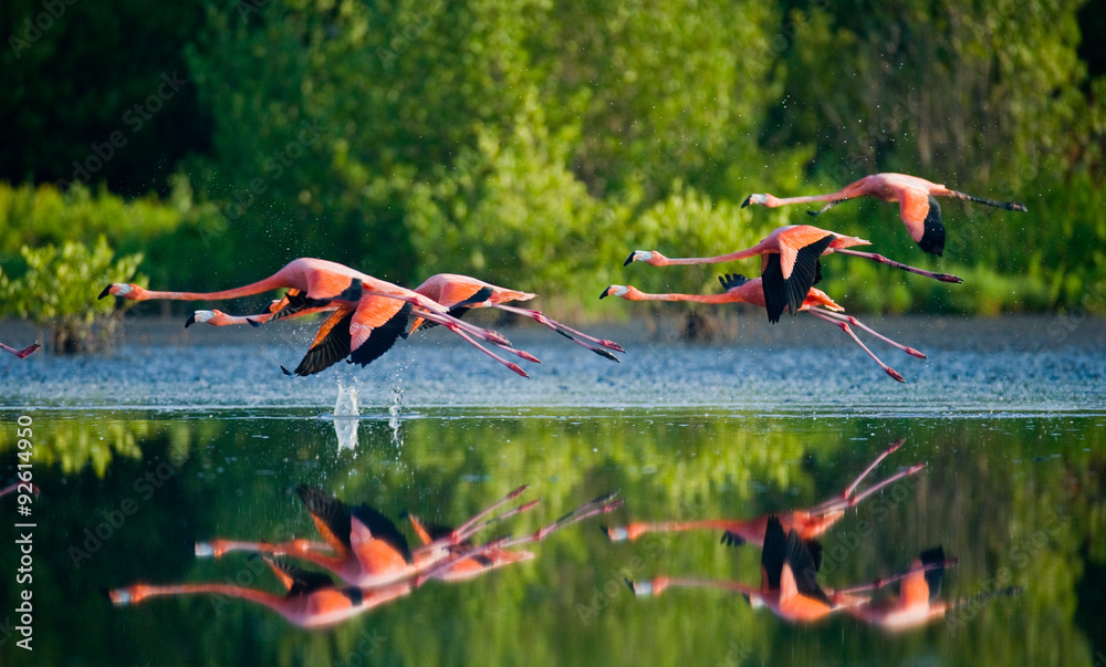 Naklejka premium Caribbean flamingos flying over water with reflection. Cuba. 