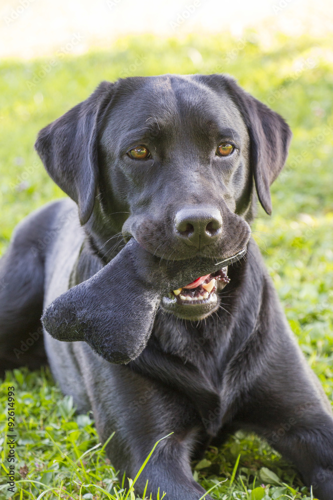 portrait of female Labrador retriever portrait of female Labrador retriever