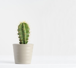 Gordijnen Cactus Solitaire cactus op witte achtergrond  © maram