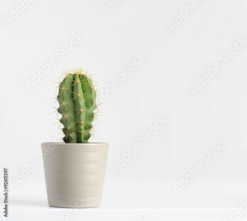 Billede på lærred cactus on white