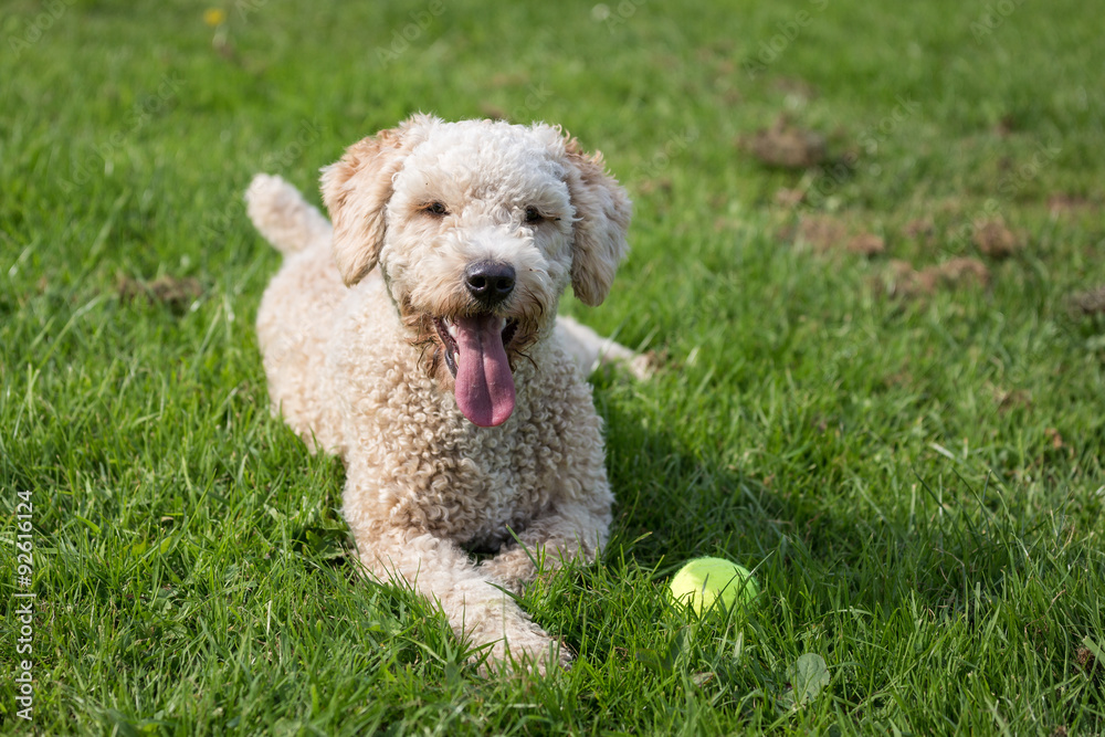 Dog Running and Playing