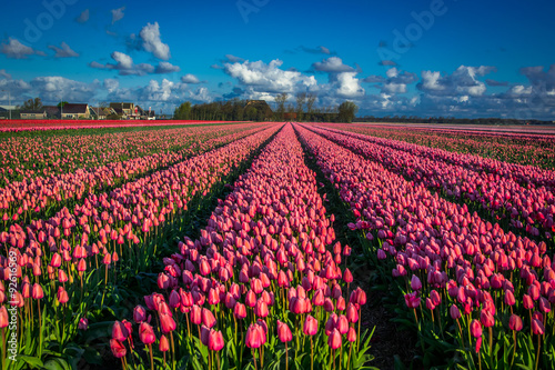 tulips field irigation canal and wind mills mist
