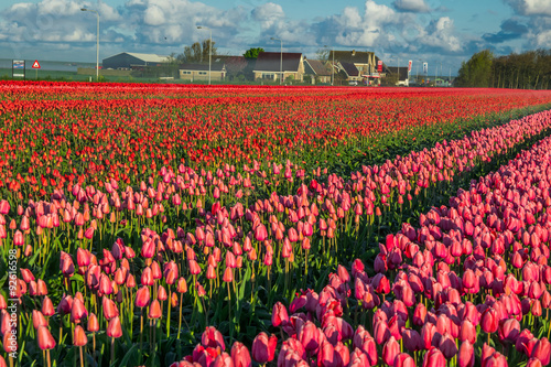 tulips field,irigation canal and wind mills mist
