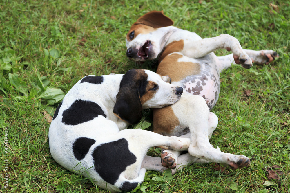 Hound Dog Puppies Laying in the Grass