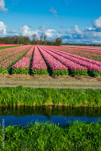 tulips field irigation canal and wind mills mist