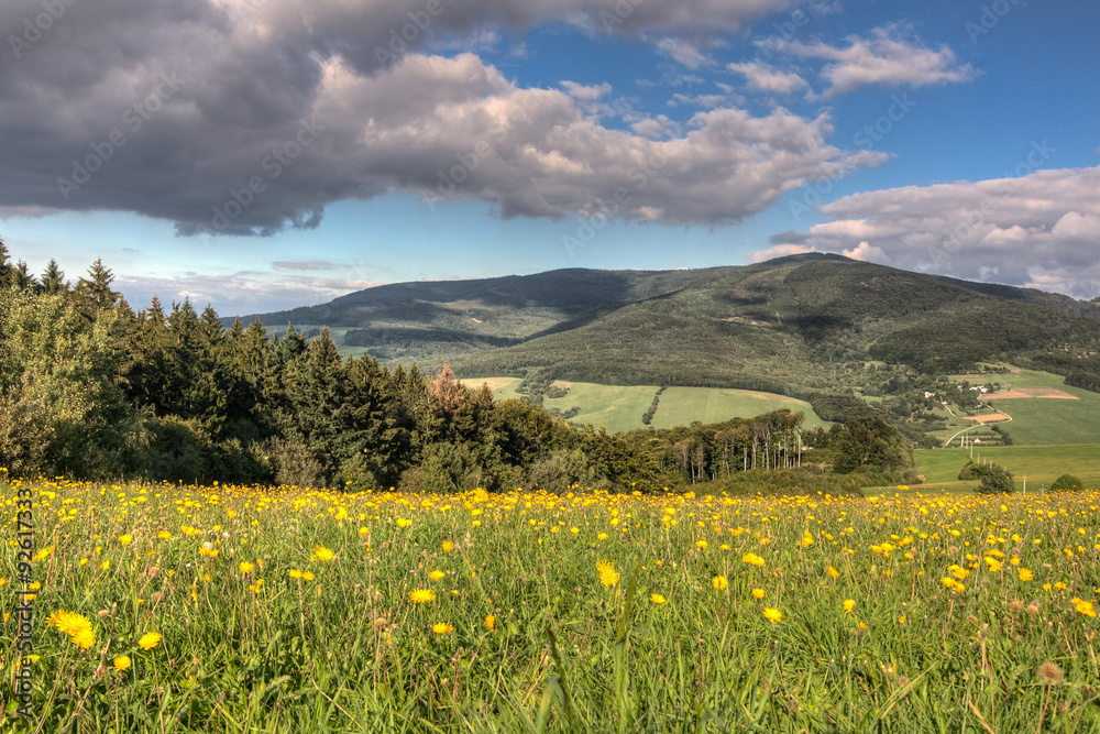 Summer mountain scenery with flowering meadow