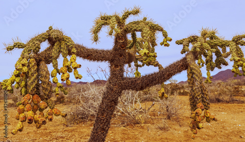 Chain fruit cholla is native vegetation found in the Sonora desert of Mexico and Arizona photo