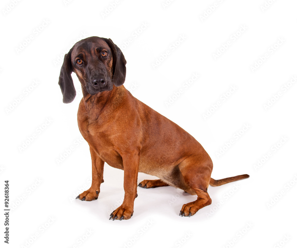Jagdhund sitzt Jagdhund sitzt