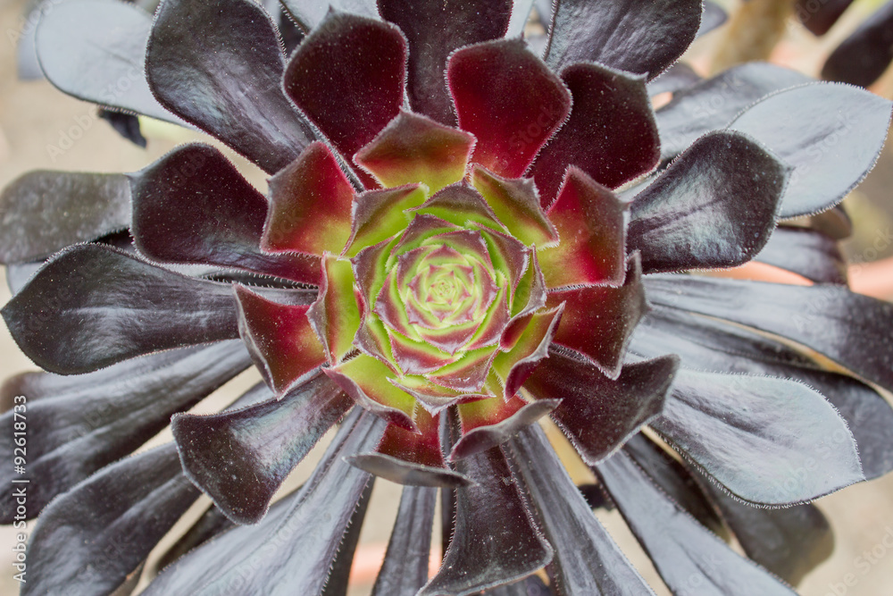 Aeonium arboreum StockFoto Adobe Stock