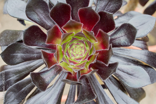 Aeonium arboreum  photo