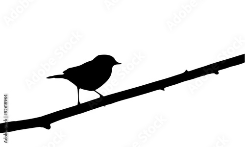 bird on branch
