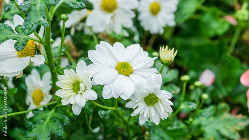 Dew drops on white flower