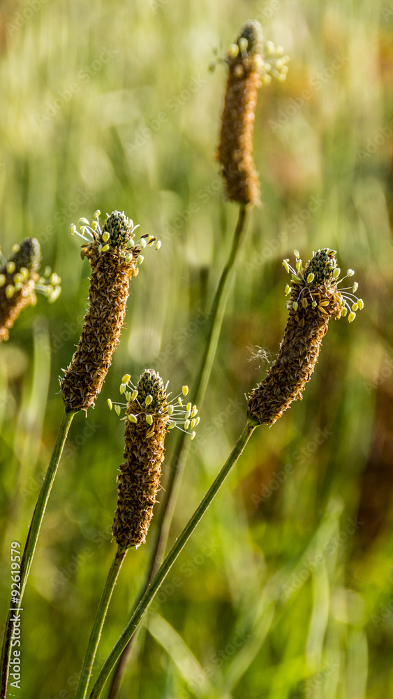 Wild flowers in the meadow at morning Wild flowers in the meadow at morning