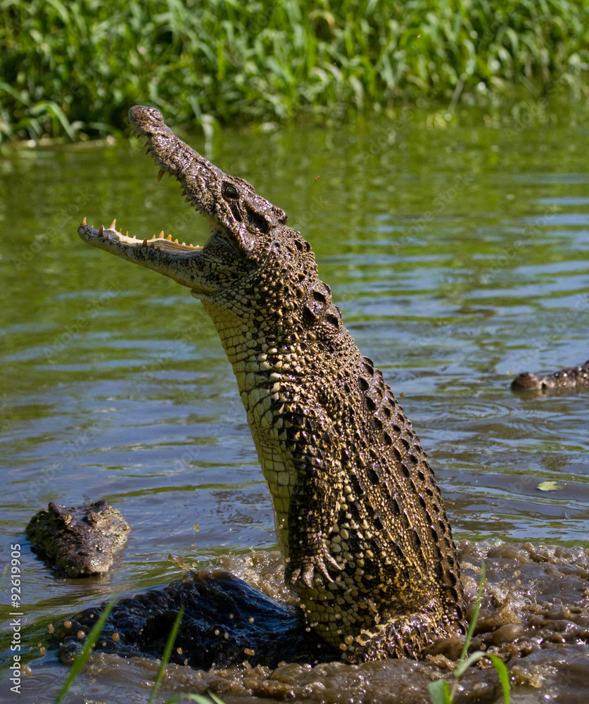 Naklejka premium The Cuban crocodile jumps out of the water. A rare photograph. Cuba. An excellent illustration. Unusual angle.